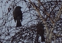 Hypsipetes amaurotis