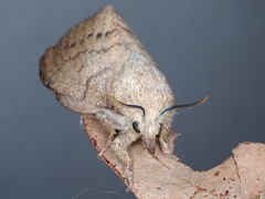Entometa apicalis
