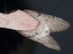 Entometa apicalis