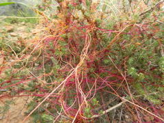 Cuscuta africana