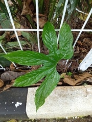 Tacca palmata