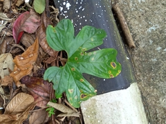 Tacca palmata