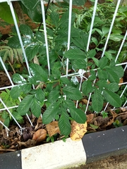 Amorphophallus variabilis