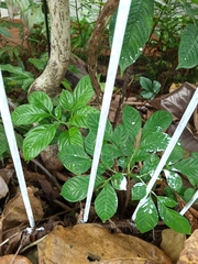 Amorphophallus variabilis