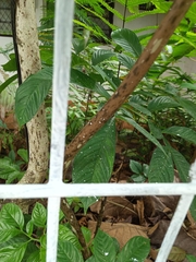 Amorphophallus variabilis