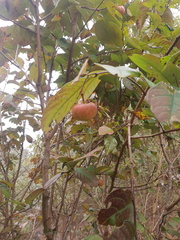Phyllanthus grandifolius