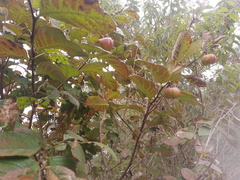 Phyllanthus grandifolius