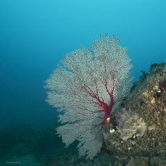 Melithaea
