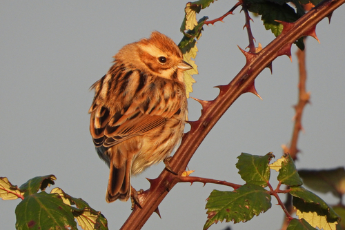 Reed Bunting, photo 8 of 8