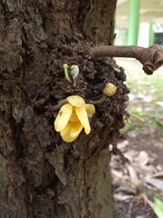 Stelechocarpus burahol
