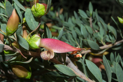 Eremophila maculata