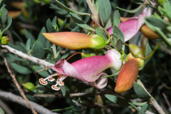 Eremophila maculata