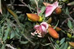 Eremophila maculata