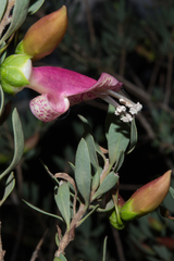 Eremophila maculata