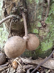 Stelechocarpus burahol