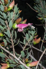 Eremophila maculata