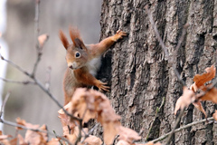 Sciurus vulgaris