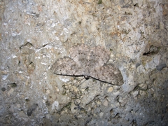 Dicrognophos sartata