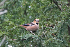 Coccothraustes coccothraustes