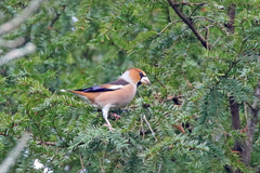Coccothraustes coccothraustes
