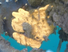 Styelidae