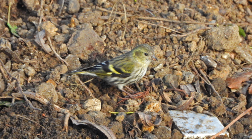 Jilguero lúgano (Spinus spinus)