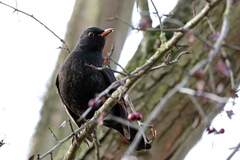 Turdus merula