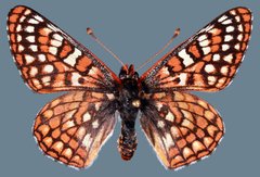 Euphydryas anicia hermosa
