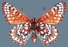 Euphydryas anicia hermosa