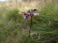 Diuris venosa