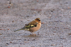Fringilla coelebs