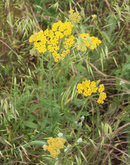 Achillea arabica