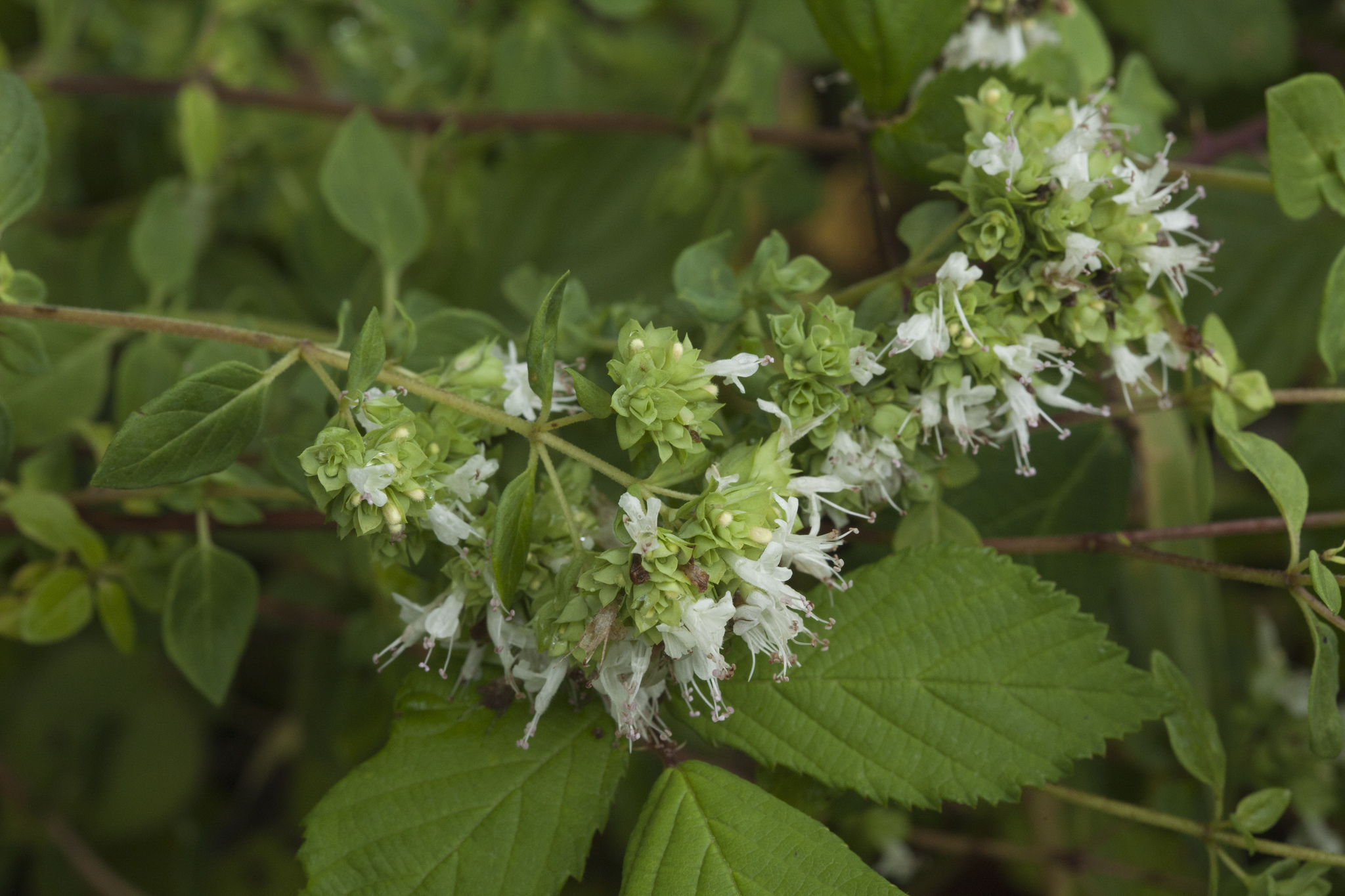 Origanum vulgare ssp. viridulum