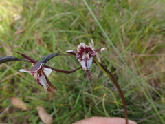 Diuris venosa