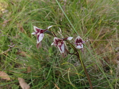 Diuris venosa