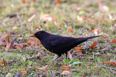 Turdus merula