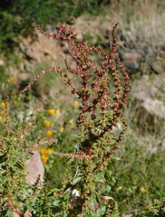 Amaranthus torreyi