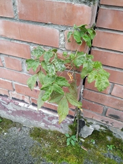 Acer negundo