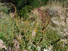 Amaranthus torreyi