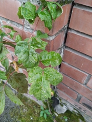 Acer negundo