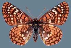 Euphydryas anicia hermosa