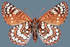 Euphydryas anicia hermosa
