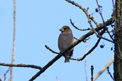 Coccothraustes coccothraustes