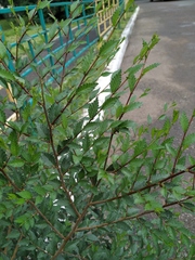 Ulmus pumila