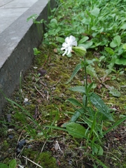 Silene latifolia alba