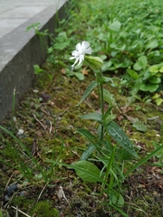 Silene latifolia alba