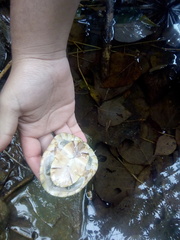 Kinosternon herrerai