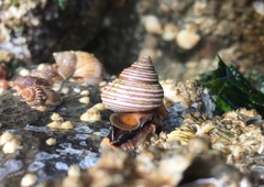 Calliostoma