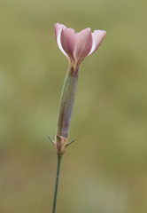 Dianthus schemachensis