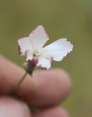 Dianthus schemachensis
